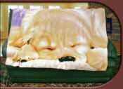 ~ A Puppy Fleece Blanket Throw CLEARANCE!