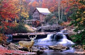 Moving Picture Autumn Mill with Deer and Waterfall -SML