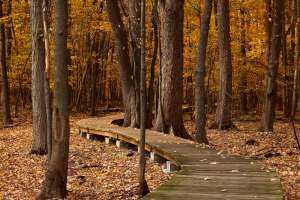 * Tempered Glass CuttingBoard Trees