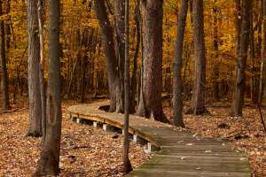 * Tempered Glass CuttingBoard Trees