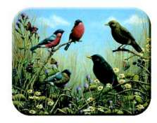 Glass Cuttingboard Trivet Bird Songs Wildlife Glass Cuttingboard Trivet Bird Songs Wildlife